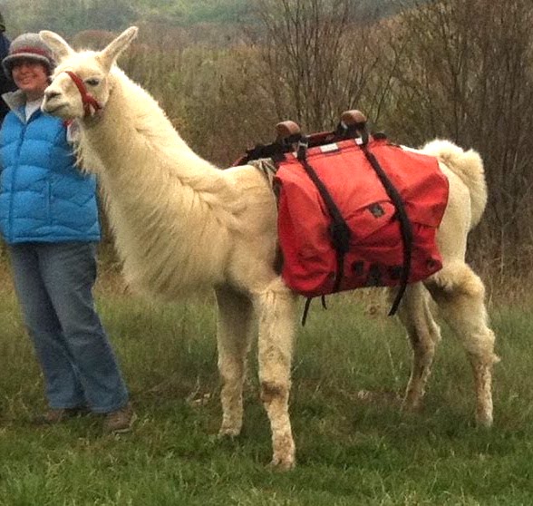 Smoky Mountain Llama Treks