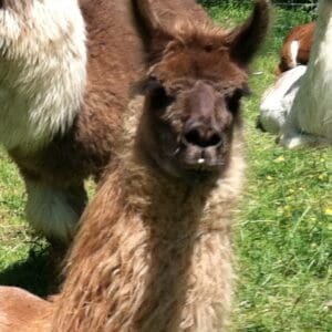 Smoky Mountain Llama Treks