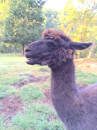 Smoky Mountain Llama Treks