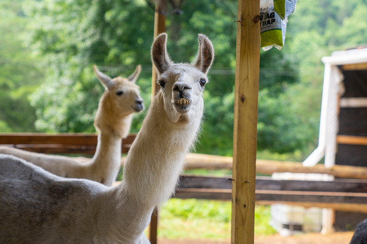Smoky Mountain Llama Treks