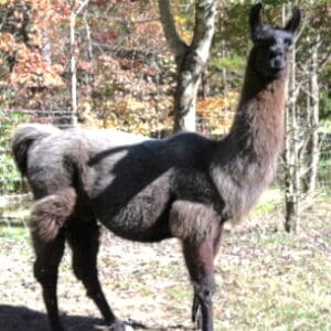 Smoky Mountain Llama Treks