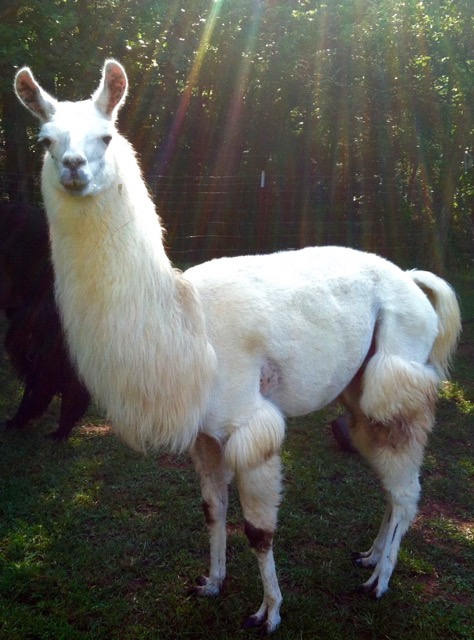 Smoky Mountain Llama Treks