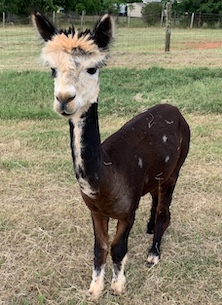 Smoky Mountain Llama Treks