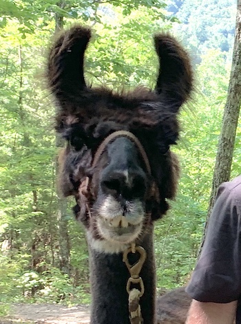 Smoky Mountain Llama Treks
