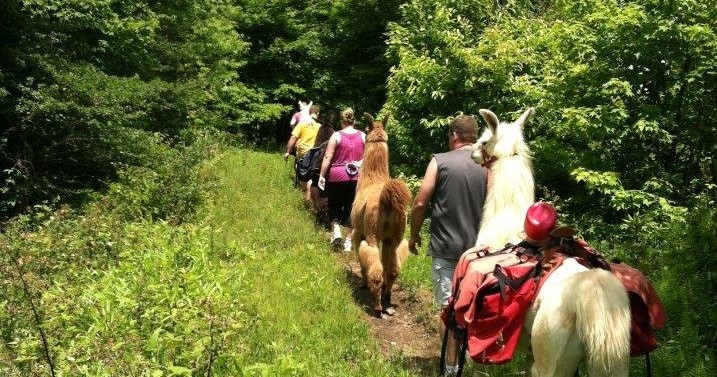 Mount LeConte Llama Train