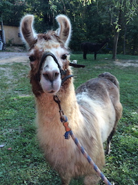 Smoky Mountain Llama Treks