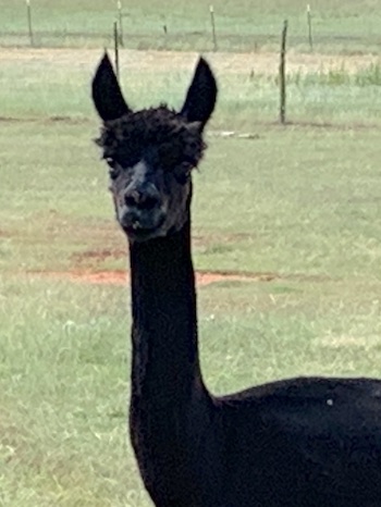 Smoky Mountain Llama Treks
