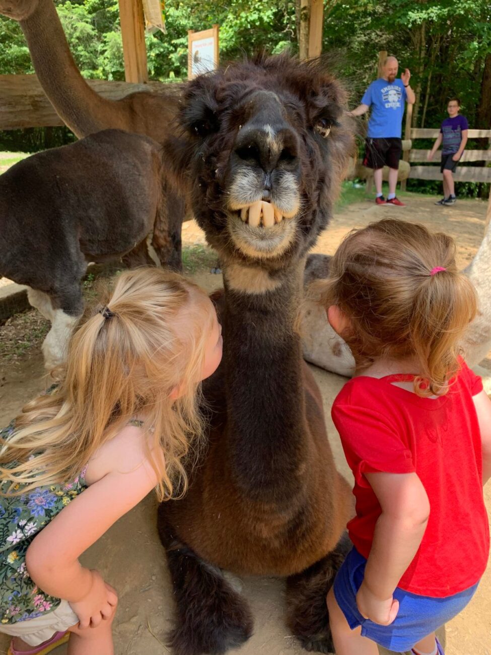 Smoky Mountain Llama Treks