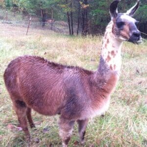 Smoky Mountain Llama Treks