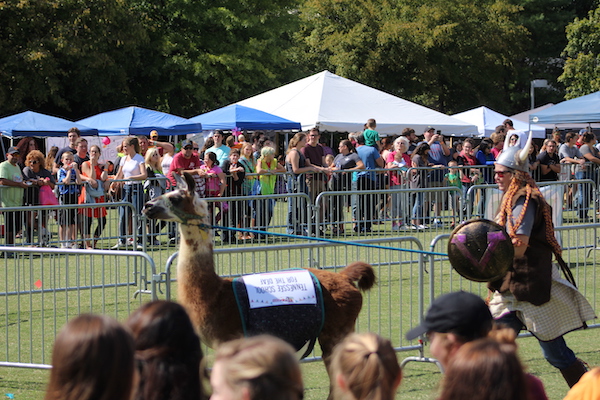 Great Llama Race