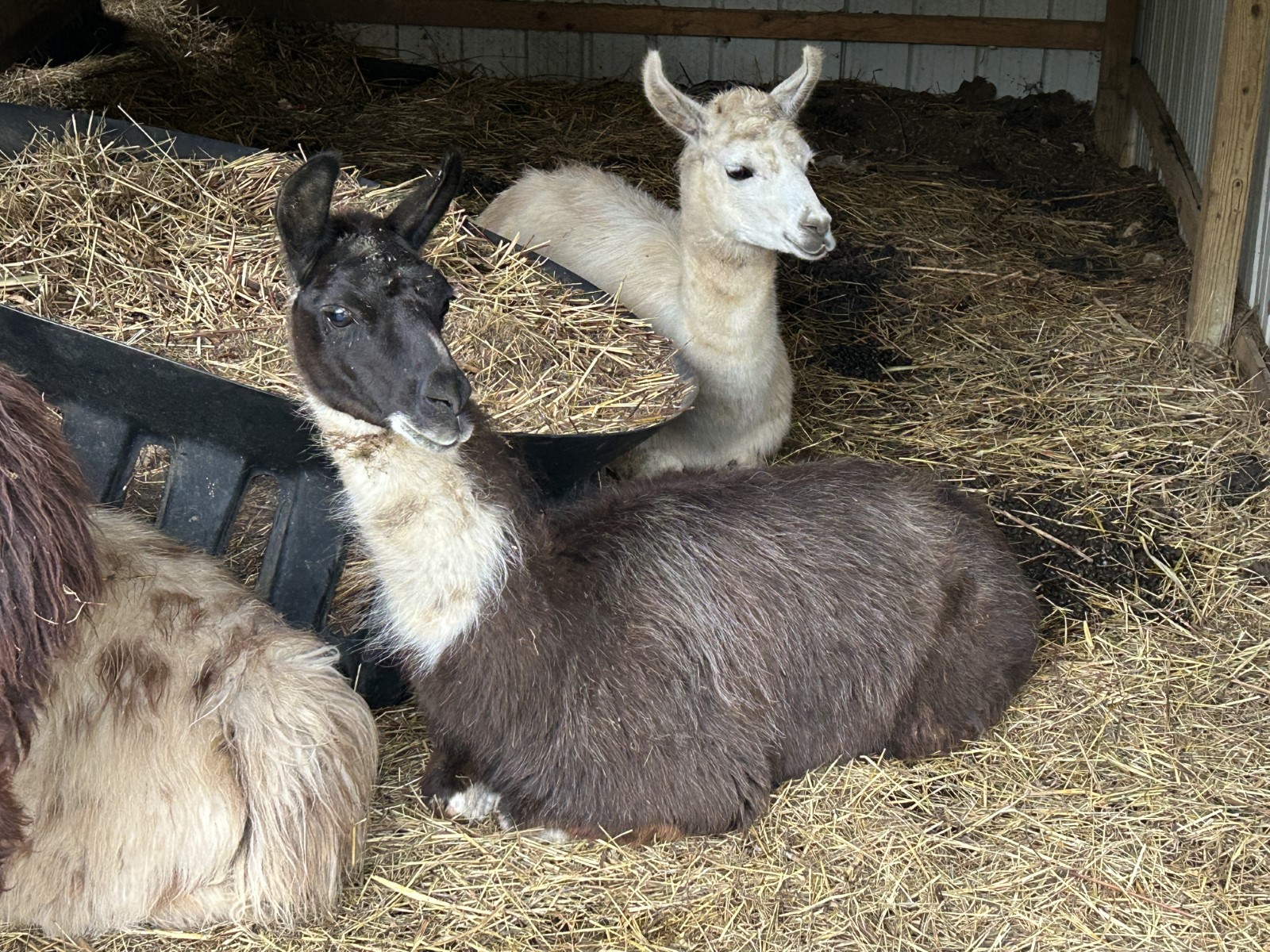 Smoky Mountain Llama Treks