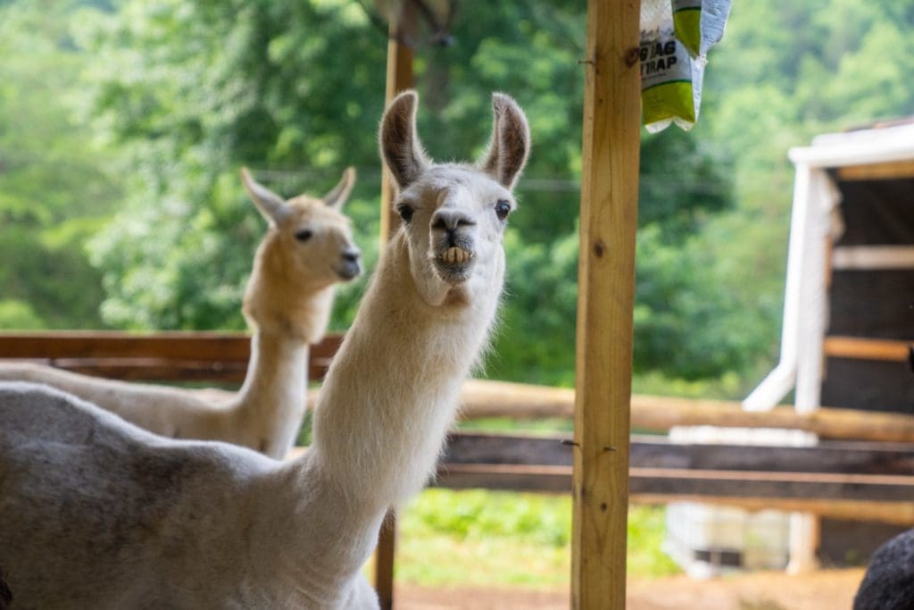 Smoky Mountain Llama Treks
