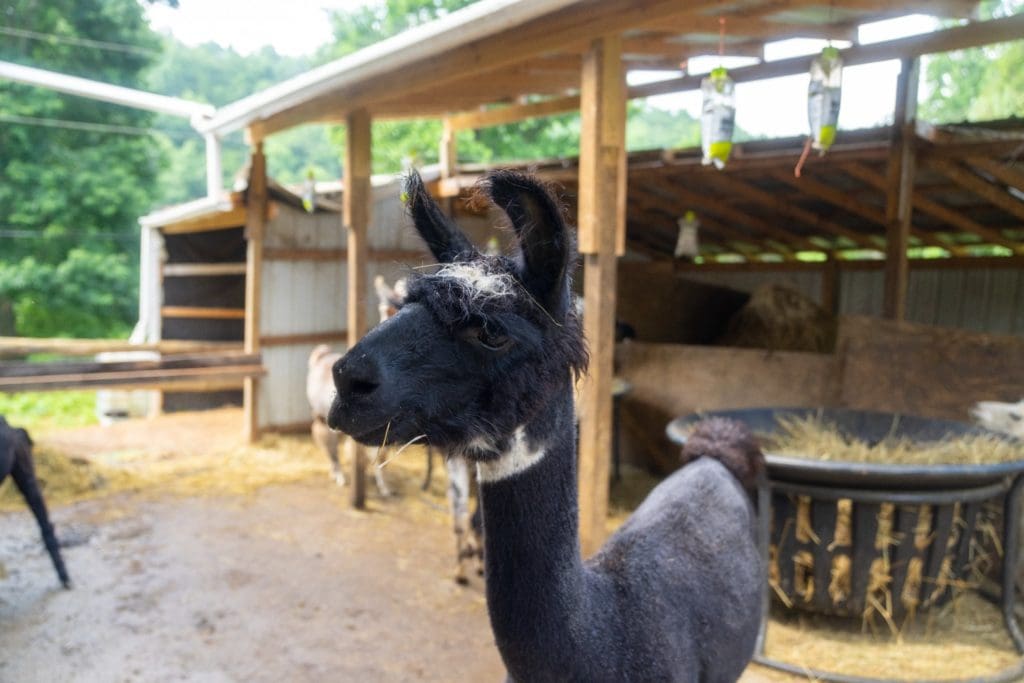 Smoky Mountain Llama Treks