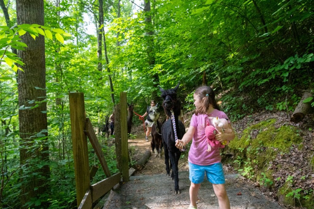 Smoky Mountain Llama Treks