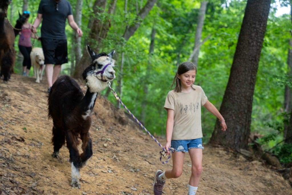 Smoky Mountain Llama Treks