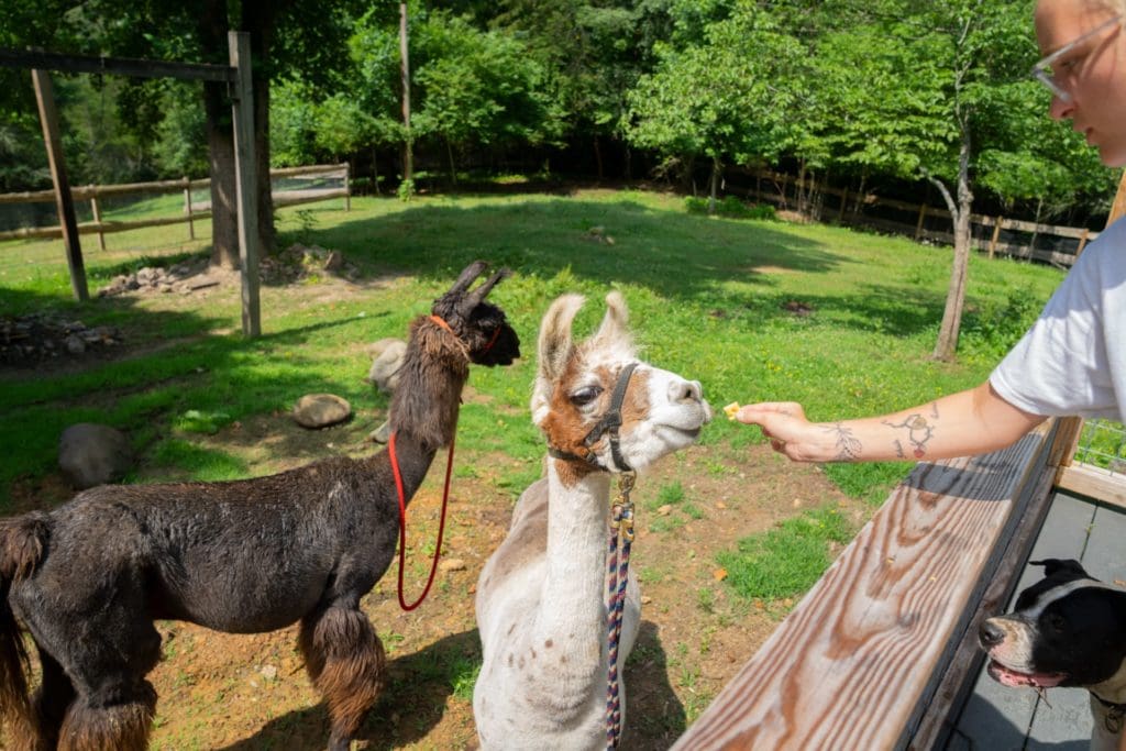 Smoky Mountain Llama Treks